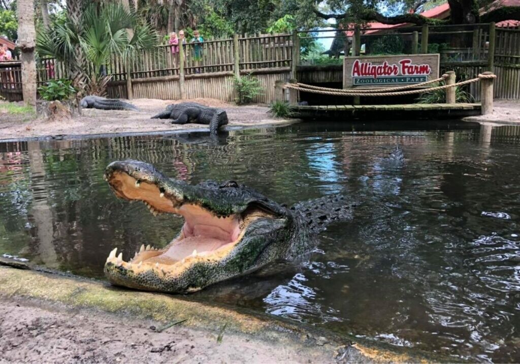 St. Augustine Alligator Farm Zoological Park